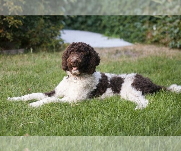 Medium Photo #1 Poodle (Standard) Puppy For Sale in FARR WEST, UT, USA