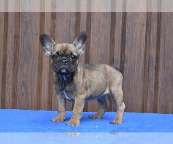 Medium Photo #4 French Bulldog Puppy For Sale in Soltvadkert, Bacs-Kiskun, Hungary