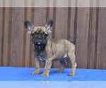 Small Photo #4 French Bulldog Puppy For Sale in Soltvadkert, Bacs-Kiskun, Hungary