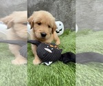 Small #16 Golden Retriever