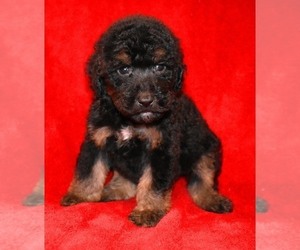 Sheepadoodle Puppy for sale in ASPERMONT, TX, USA