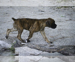 Small #5 Boxer
