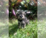 Small Photo #18 Schnauzer (Miniature) Puppy For Sale in FORT PIERCE, FL, USA