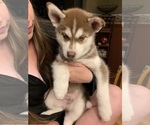 Small Photo #3 Pomsky-Siberian Husky Mix Puppy For Sale in PLAINWELL, MI, USA