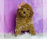 Small Photo #26 Cavapoo (Miniature) Puppy For Sale in WARSAW, IN, USA