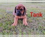Small #6 Mastiff
