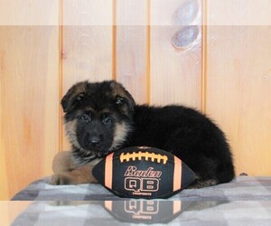 German Shepherd Dog Puppy for sale in FREDERICKSBURG, OH, USA