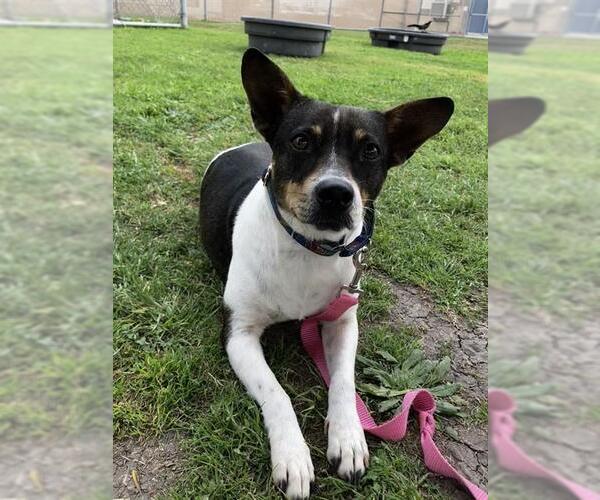 Medium Photo #3 Rat Terrier Puppy For Sale in Corpus Christi, TX, USA