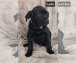 Small #9 Cane Corso