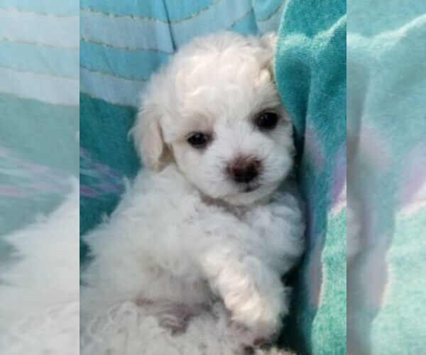 Medium Photo #6 Bichon Frise Puppy For Sale in EUGENE, OR, USA