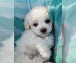 Small Photo #6 Bichon Frise Puppy For Sale in EUGENE, OR, USA