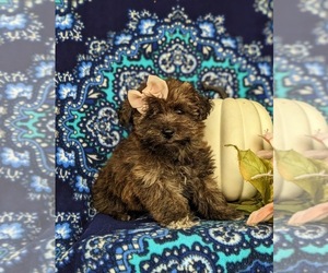 Jack-A-Poo-Yorkshire Terrier Mix Puppy for sale in OXFORD, PA, USA