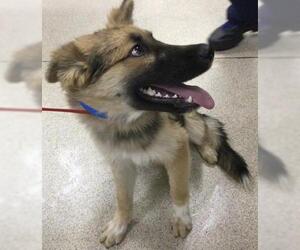 German Shepherd Dog Dogs for adoption in Riverside, CA, USA