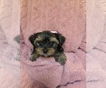 Small Photo #14 Yorkshire Terrier Puppy For Sale in RHOADESVILLE, VA, USA