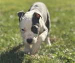 Puppy Blu American Bully