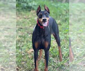 Doberman Pinscher Dogs for adoption in Aurora, OH, USA