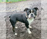 Small #2 American Bulldog
