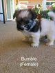 Small Photo #1 Havanese Puppy For Sale in TEMECULA, CA, USA