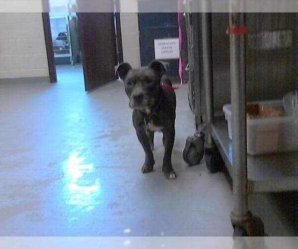 Medium Photo #1 American Pit Bull Terrier Puppy For Sale in Fayetteville, NC, USA