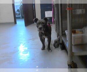 Medium American Pit Bull Terrier