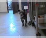 Small American Pit Bull Terrier