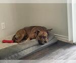 Small Plott Hound Mix