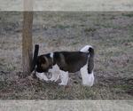 Small Photo #27 Akita Puppy For Sale in STRAFFORD, MO, USA