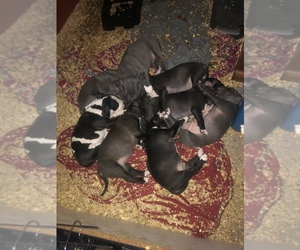 American Pit Bull Terrier Dogs for adoption in HUNTSVILLE, AL, USA