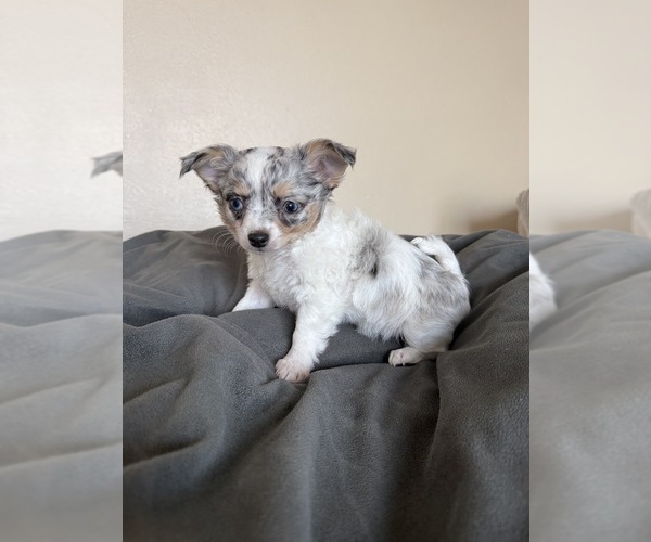 Medium Photo #4 Chihuahua Puppy For Sale in MARCUS, IA, USA