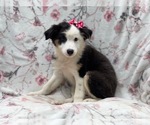 Small #1 Australian Shepherd