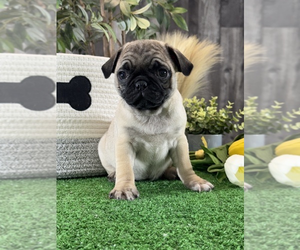 Medium Photo #3 Pug Puppy For Sale in CANOGA, NY, USA