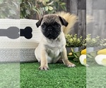 Small #2 Pug