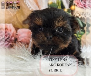 Yorkshire Terrier Puppy for Sale in ELMHURST, Illinois USA