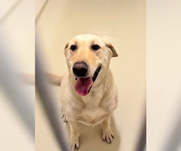 Medium Photo #1 Labrador Retriever Puppy For Sale in Fremont, CA, USA