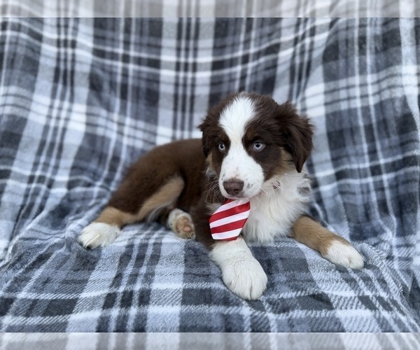 Medium Photo #3 Miniature Australian Shepherd Puppy For Sale in LAKELAND, FL, USA