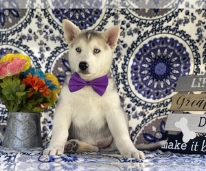 German Shepherd Dog-Siberian Husky Mix Puppy for sale in LANCASTER, PA, USA
