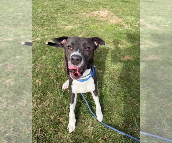 Medium Photo #4 American Staffordshire Terrier-Unknown Mix Puppy For Sale in Pierceton , IN, USA