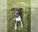 Small #3 American Staffordshire Terrier Mix