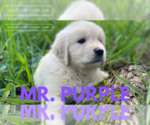 Small #5 English Cream Golden Retriever