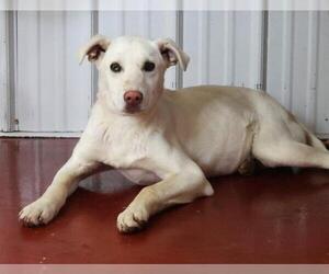 Mutt Dogs for adoption in Thief River Falls, MN, USA