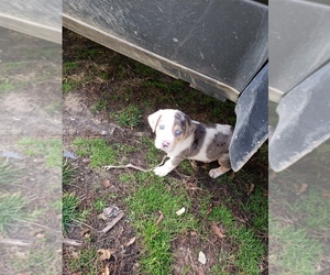Catahoula Leopard Dog Puppy for sale in PULLMAN, MI, USA