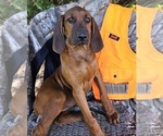 Small #5 Redbone Coonhound