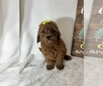 Small #3 Goldendoodle (Miniature)