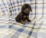 Small Photo #1 Morkie-Yorkshire Terrier Mix Puppy For Sale in HAMPTON, VA, USA