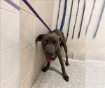 Small American Pit Bull Terrier Mix