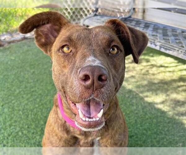 Medium Photo #2 Plott Hound-Unknown Mix Puppy For Sale in Ojai, CA, USA