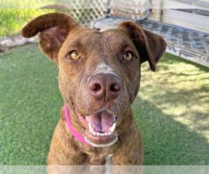 MISSY - Female Plott Hound-Unknown Mix Dog for Adoption - Photo #2