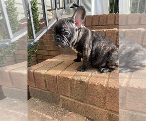 French Bulldog Puppy for sale in CLEVELAND, NC, USA