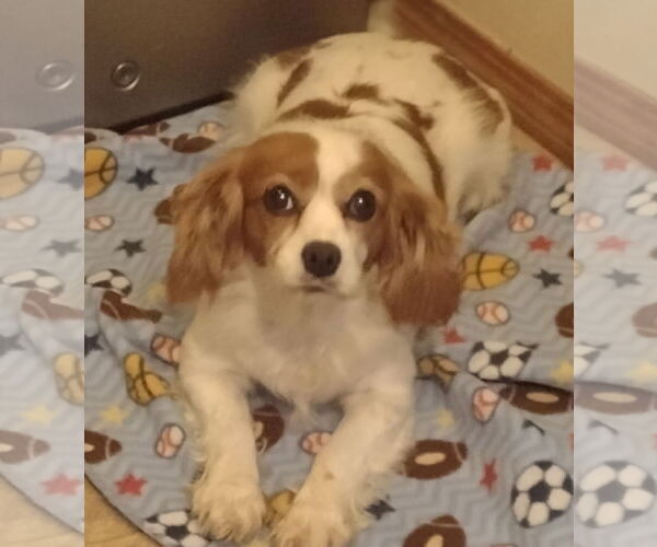 Medium Photo #2 Cavalier King Charles Spaniel Puppy For Sale in Sioux Falls, SD, USA