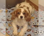 Small #1 Cavalier King Charles Spaniel